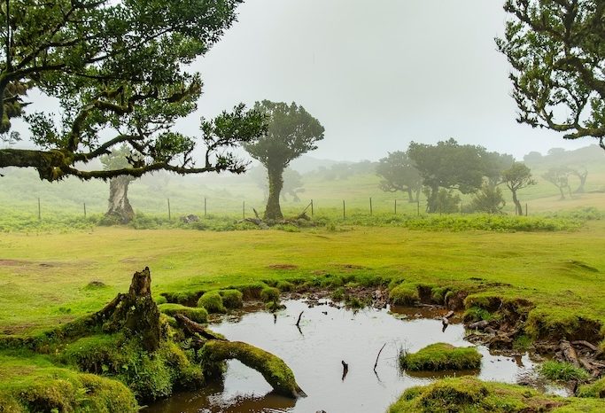 Fanal & Rabaçal – Laurisilva Forest & Waterfalls